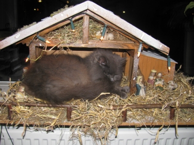 het kerstgevoel van een kat