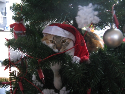 Tijgertje in de kerstboom.